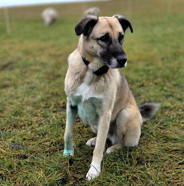 pfotenretterungarn Emmy (Robin) (2)