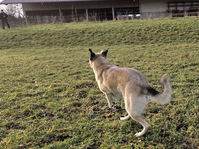 pfotenretterungarn Emmy (Robin) (5)