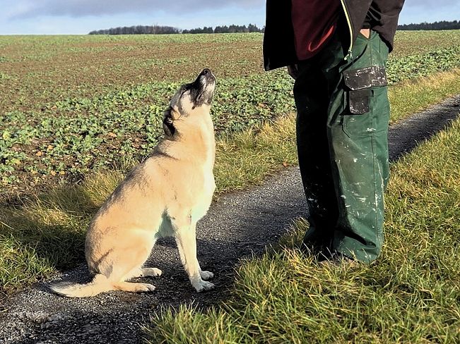 pfotenretterungarn Emmy (Robin) (6)