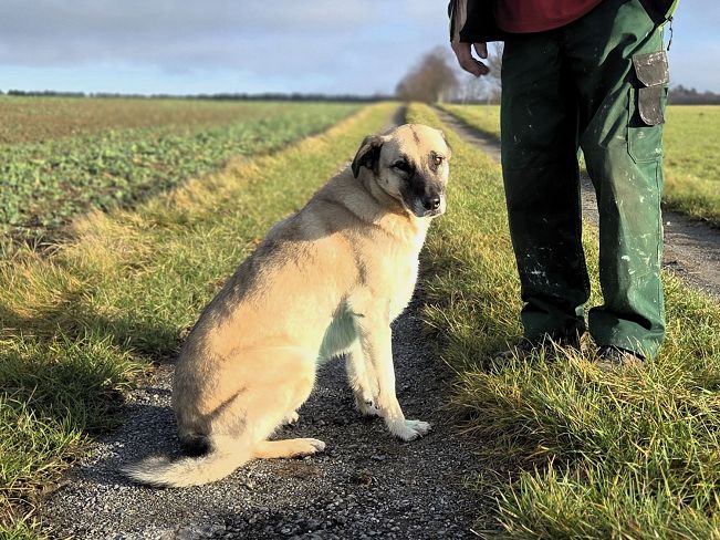 pfotenretterungarn Emmy (Robin) (7)