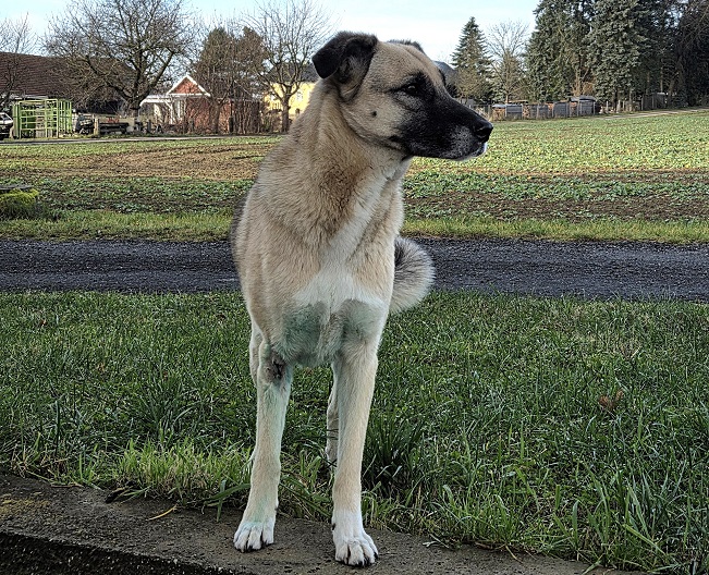 pfotenretterungarn Emmy (Robin) (8)