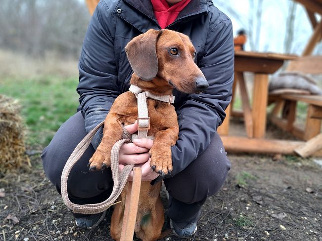 pfotenretterungarn Nico (10)