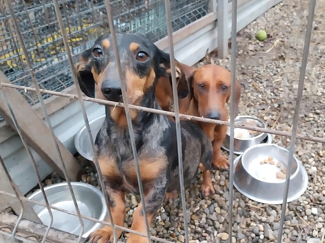 pfotenretterungarn Nico (12)