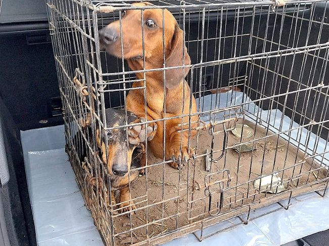 pfotenretterungarn Nico (13)