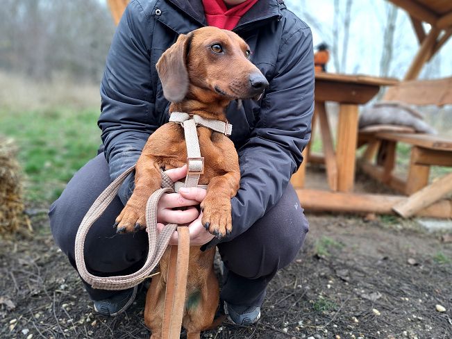 pfotenretterungarn Nico (2)