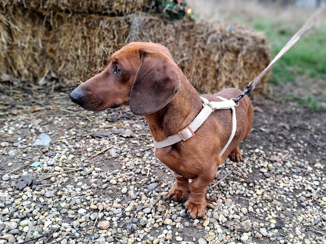 pfotenretterungarn Nico (8)