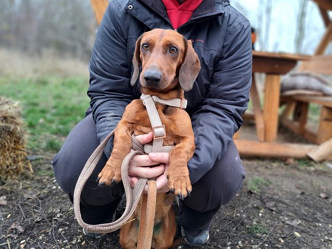 pfotenretterungarn Nico (9)