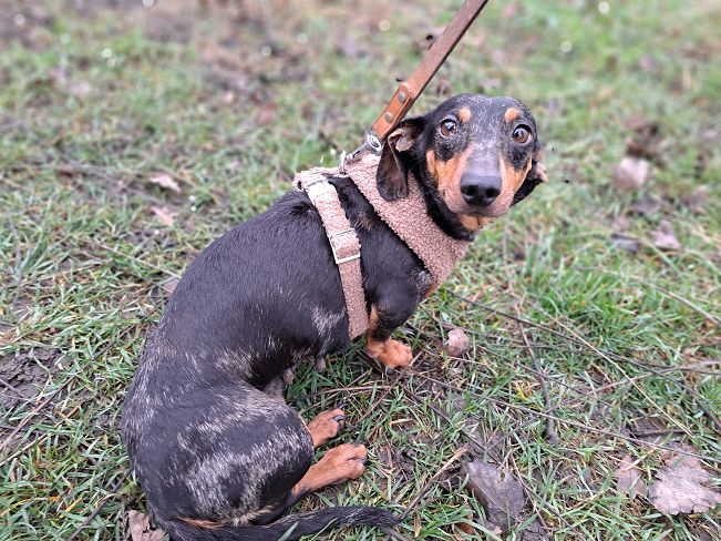 pfotenretterungarn Nora (2)