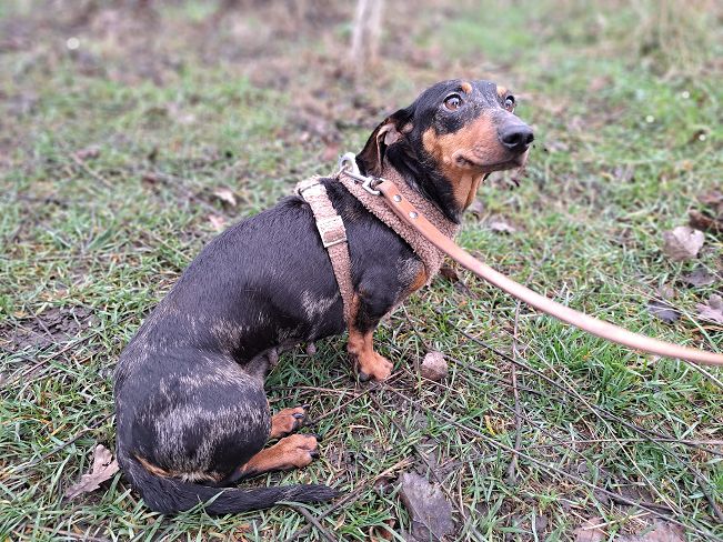 pfotenretterungarn Nora (3)