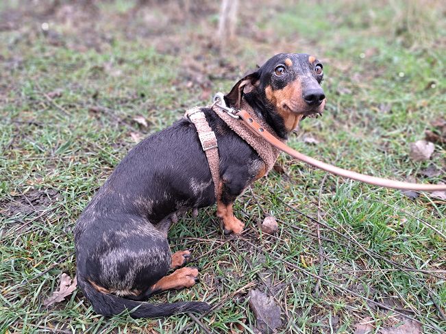 pfotenretterungarn Nora (7)