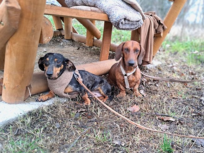 pfotenretterungarn Nora (8)