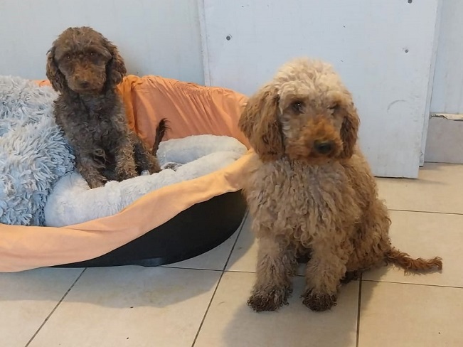 pfotenretterungarn Tündi (11)