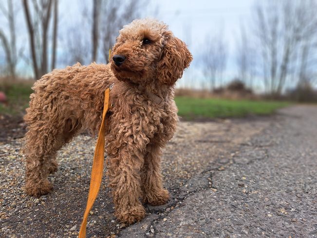 pfotenretterungarn Tündi (5)