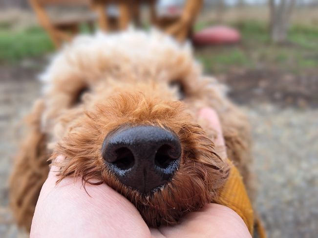 pfotenretterungarn Tündi (6)