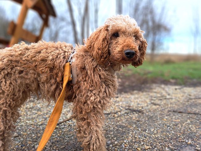 pfotenretterungarn Tündi (7)