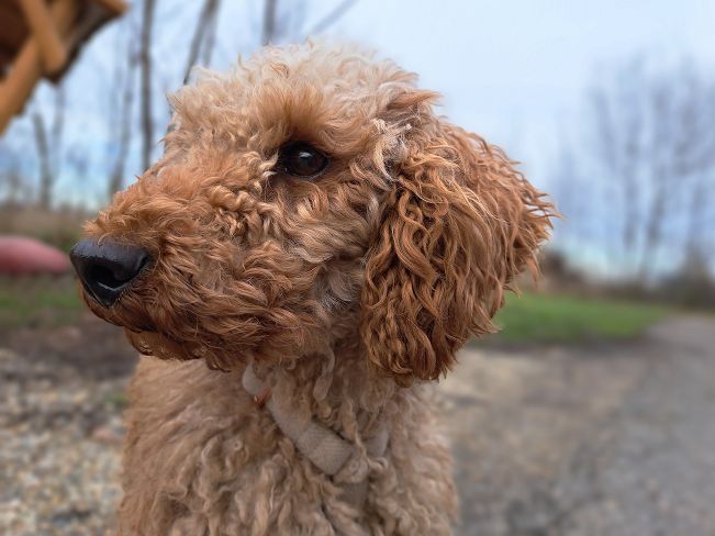 pfotenretterungarn Tündi (8)