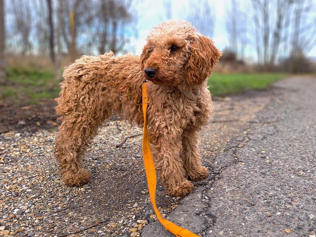 pfotenretterungarn Tündi (9)