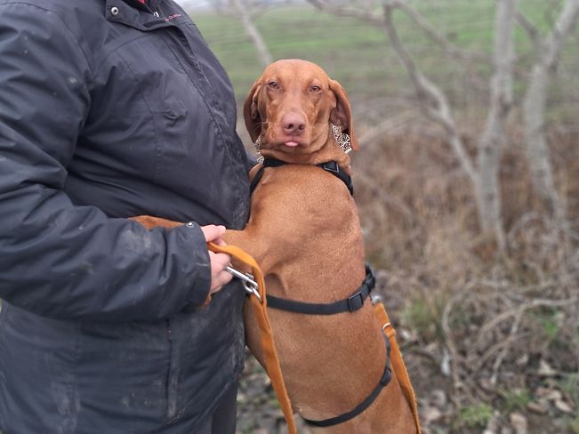 pfotenretterungarn Zara (2)