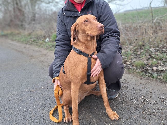 pfotenretterungarn Zara (3)