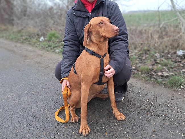 pfotenretterungarn Zara (7)