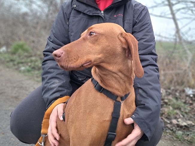 pfotenretterungarn Zara (8)