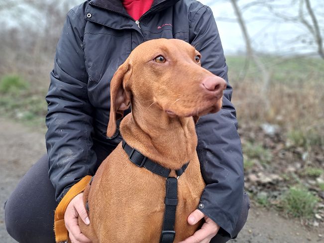 pfotenretterungarn Zara (9)