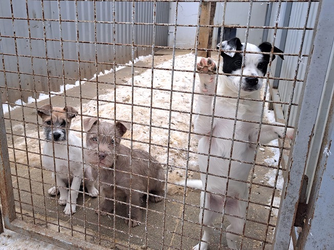 Ophelia, Orlando & Oakley 1