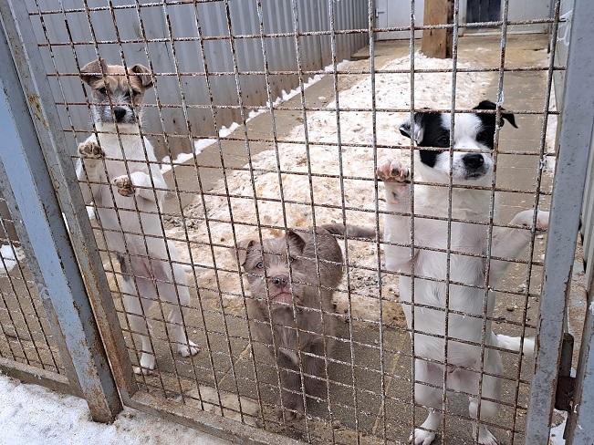 Ophelia, Orlando & Oakley 2