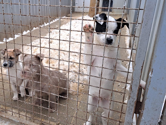 Ophelia, Orlando & Oakley 3