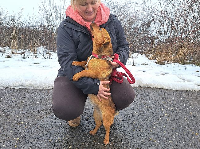 pfotenretterungarn Adelie (10)