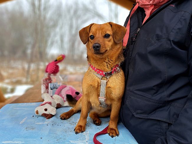 pfotenretterungarn Adelie (13)