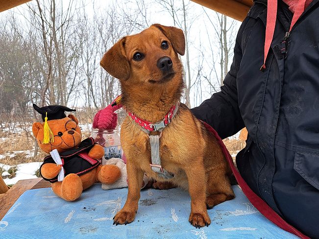 pfotenretterungarn Adelie (2)