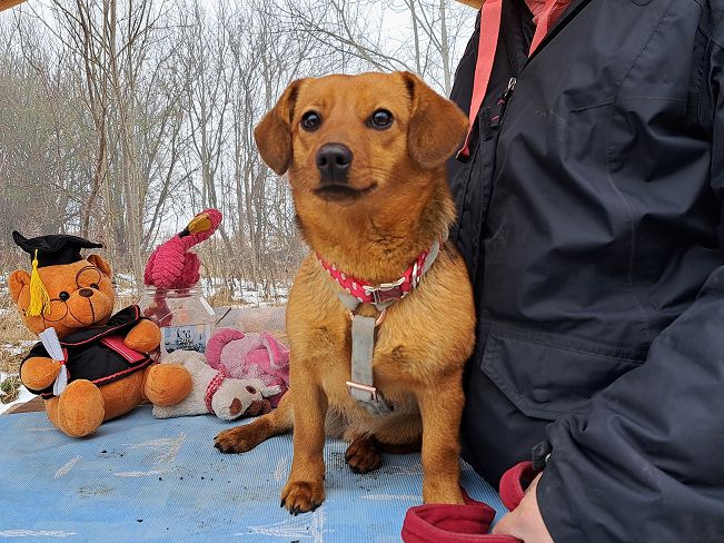 pfotenretterungarn Adelie (3)