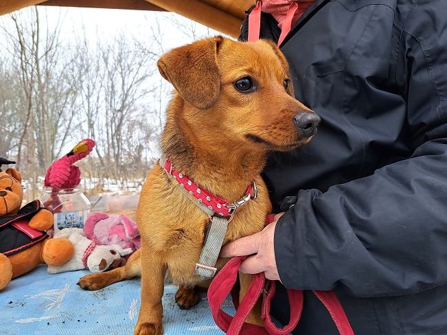 pfotenretterungarn Adelie (4)