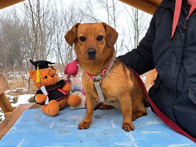 pfotenretterungarn Adelie (5)