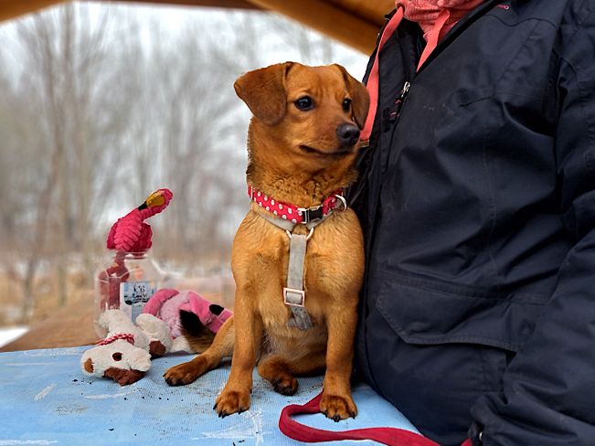 pfotenretterungarn Adelie (6)