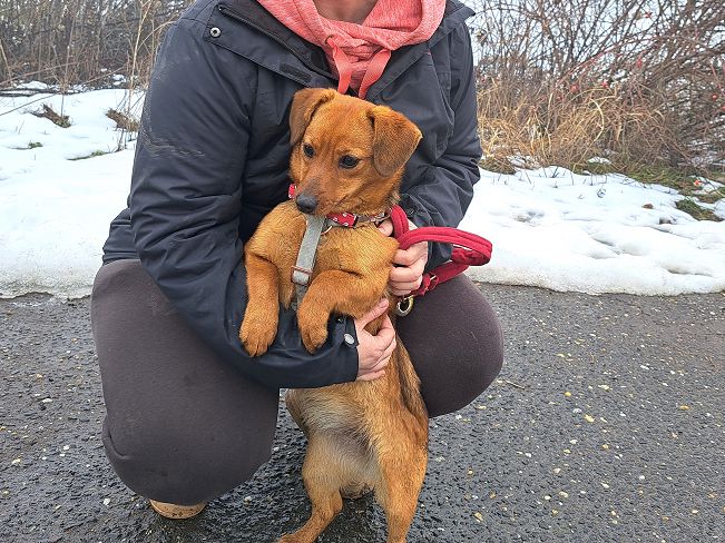 pfotenretterungarn Adelie (7)