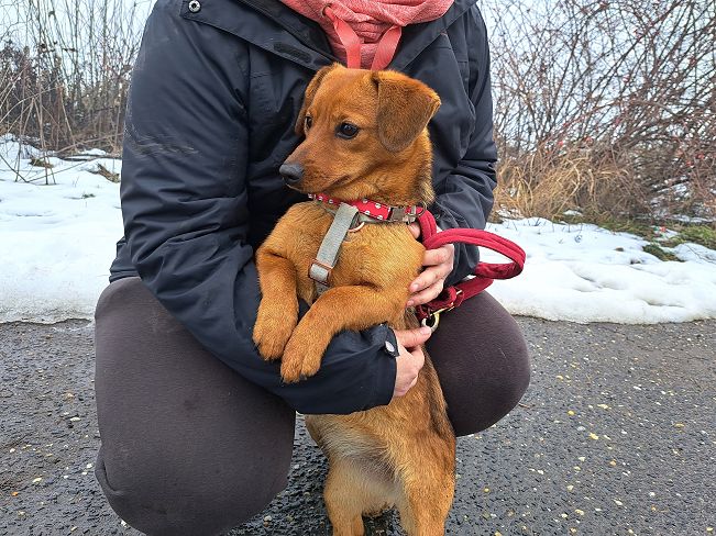 pfotenretterungarn Adelie (8)