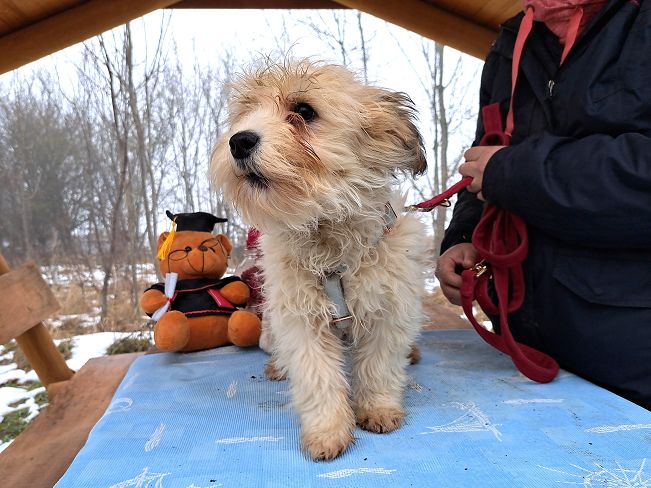 pfotenretterungarn Alfi (10)