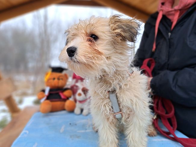 pfotenretterungarn Alfi (11)