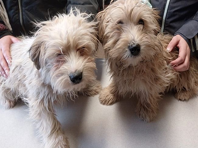 pfotenretterungarn Alfi (12)