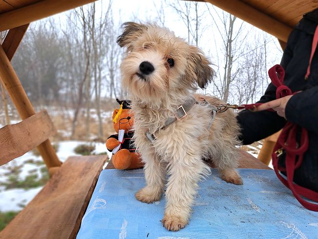 pfotenretterungarn Alfi (2)