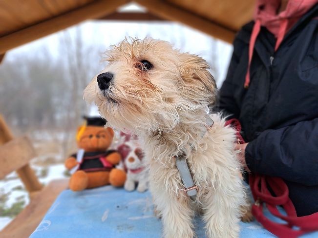 pfotenretterungarn Alfi (4)