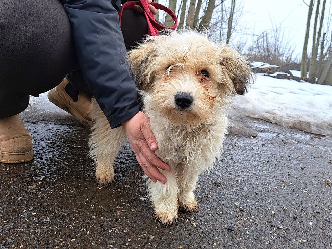 pfotenretterungarn Alfi (5)