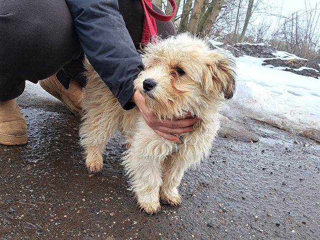 pfotenretterungarn Alfi (6)