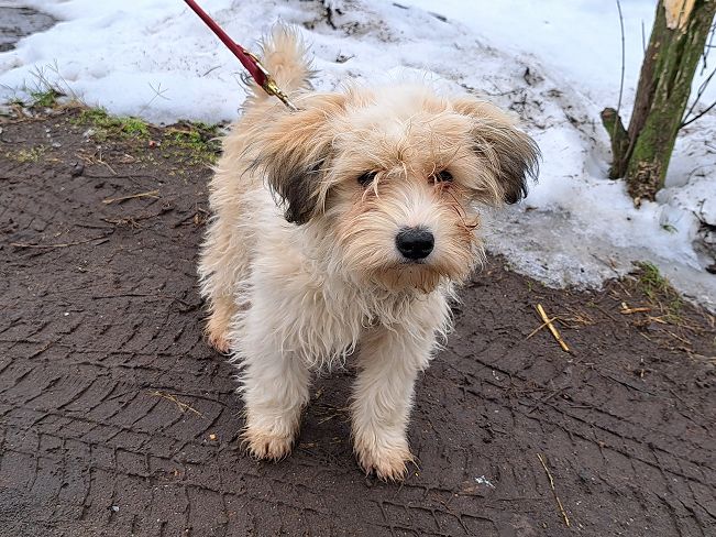 pfotenretterungarn Alfi (7)