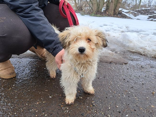 pfotenretterungarn Alfi (8)