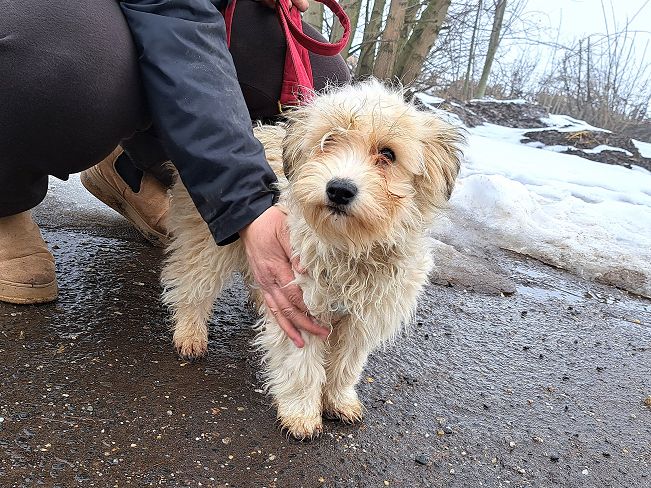 pfotenretterungarn Alfi (9)