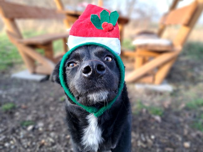 pfotenretterungarn Eden (10)