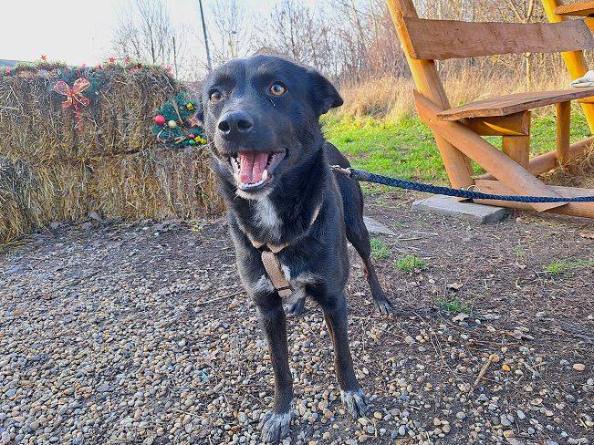 pfotenretterungarn Eden (2)